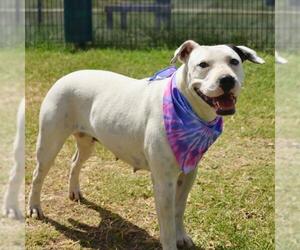 American Staffordshire Terrier-Unknown Mix Dogs for adoption in San Antonio, TX, USA