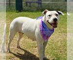 Small American Staffordshire Terrier Mix
