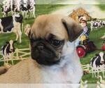 Small Photo #3 Pug Puppy For Sale in ORRVILLE, OH, USA