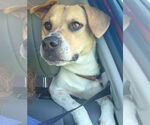 Small #3 Beagle Mix