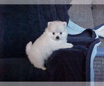 Small Pomeranian