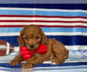 Cavapoo Puppy for sale in LANCASTER, PA, USA