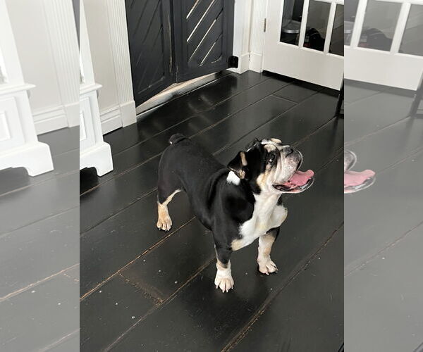 Medium Photo #6 Bulldog Puppy For Sale in Dumont, NJ, USA