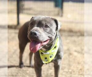 American Staffordshire Terrier-Unknown Mix Dogs for adoption in San Antonio, TX, USA