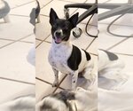 Small Photo #4 Rat Terrier Puppy For Sale in Weston, FL, USA