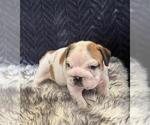 Small Photo #5 Bulldog Puppy For Sale in FOUNTAIN RUN, KY, USA