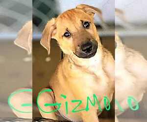 Medium Black Mouth Cur Mix