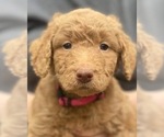 Small #5 Goldendoodle-Schnoodle (Standard) Mix
