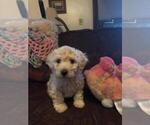 Small Photo #2 Poochon Puppy For Sale in ETNA GREEN, IN, USA