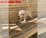 Small Photo #3 Poodle (Toy) Puppy For Sale in SPENCER, TN, USA