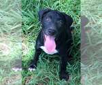 Small Labrador Retriever