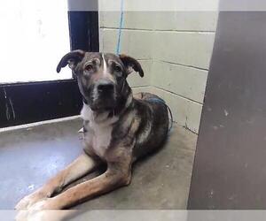 German Shepherd Dog-Mastiff Mix Dogs for adoption in Tulsa, OK, USA