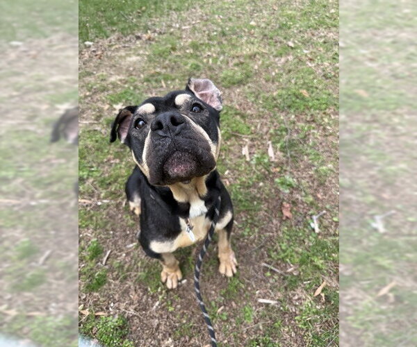 Medium Photo #2 Rottweiler-Unknown Mix Puppy For Sale in Forestville, MD, USA