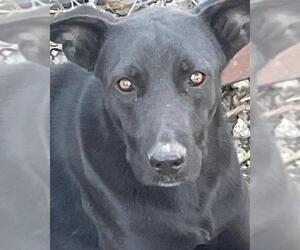 American Staffordshire Terrier-Unknown Mix Dogs for adoption in San Antonio, TX, USA
