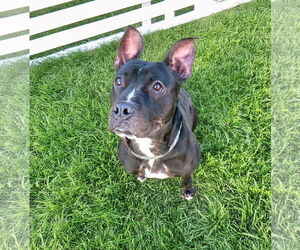 Mutt Dogs for adoption in Unionville, PA, USA