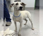 Small #2 Labrador Retriever Mix