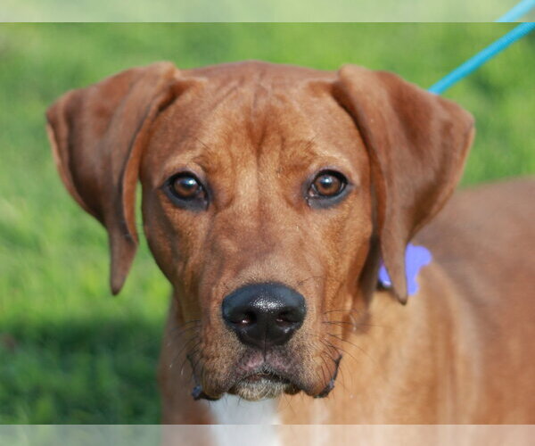 Medium Photo #1 Plott Hound-Redbone Coonhound Mix Puppy For Sale in Cookeville, TN, USA