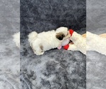Small Photo #9 Mal-Shi Puppy For Sale in SILEX, MO, USA
