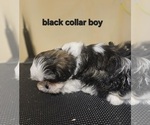 Small #1 Shih Tzu