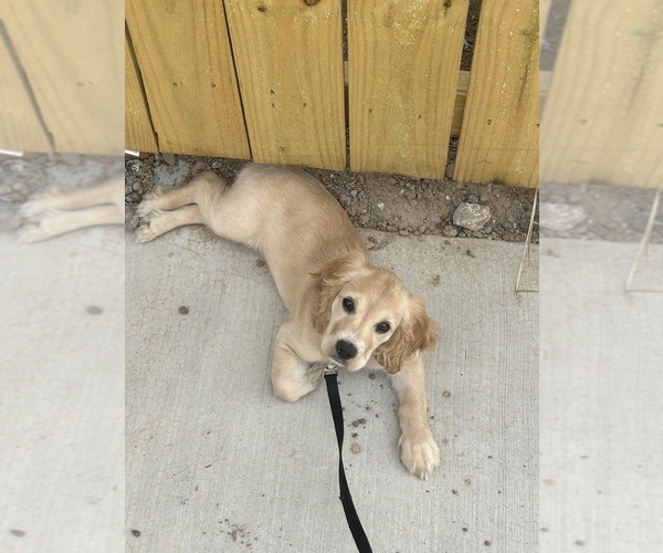 Medium Photo #1 Cocker Spaniel Puppy For Sale in MCALLEN, TX, USA