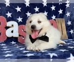 Small Photo #2 American Eskimo Dog Puppy For Sale in LANCASTER, PA, USA