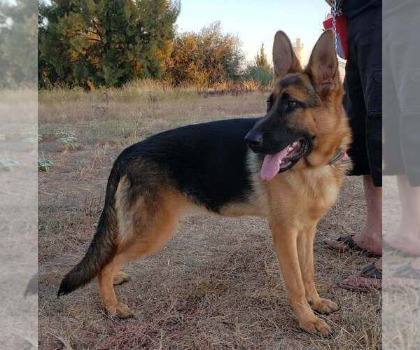 Medium Photo #1 German Shepherd Dog Puppy For Sale in SACRAMENTO, CA, USA