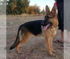 German Shepherd Dog Puppy for sale in SACRAMENTO, CA, USA