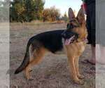Small Photo #1 German Shepherd Dog Puppy For Sale in SACRAMENTO, CA, USA