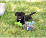 Small #2 Labrador Retriever