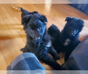 Belgian Sheepdog Puppy for sale in TAYLORSVILLE, NC, USA