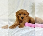 Small #3 Goldendoodle (Miniature)