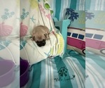Small #2 French Bulldog