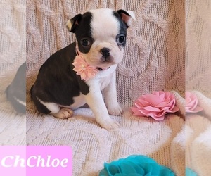 Boston Terrier Puppy for sale in POMEROY, OH, USA