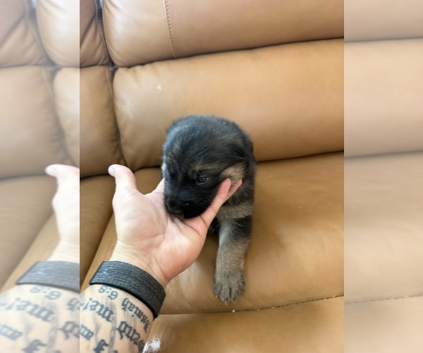 Medium Photo #2 Golden Shepherd Puppy For Sale in HAMILTON, TX, USA