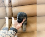 Litter of 4 - Male(s) and Female(s) Golden ShepherdLitter of Puppies for Sale - Photo #2
