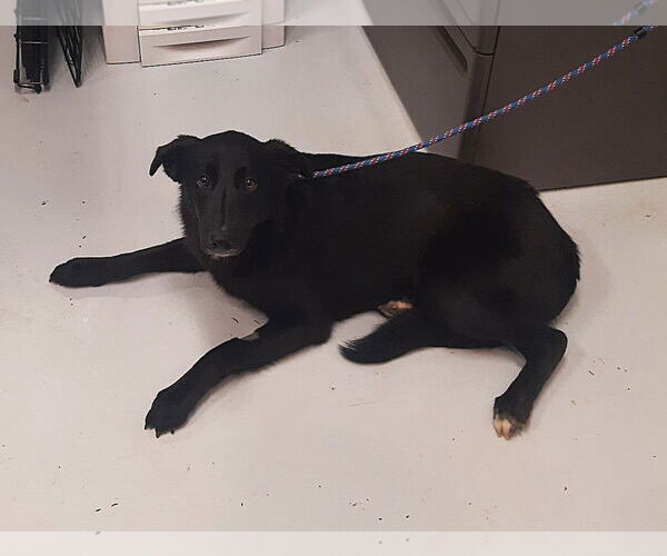 Medium Photo #1 Shollie Puppy For Sale in Mt. Gilead, OH, USA