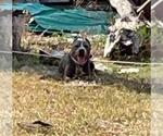 Small Photo #3 American Staffordshire Terrier Puppy For Sale in San Antonio, TX, USA