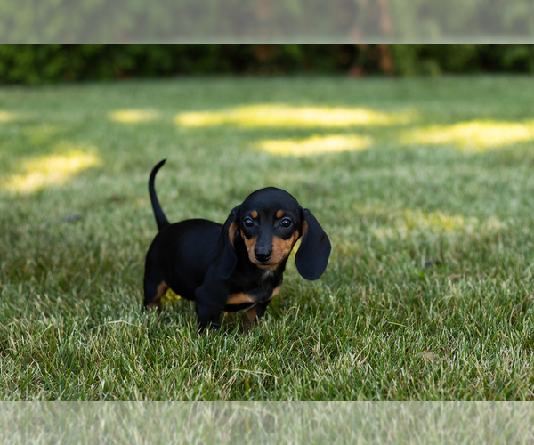 Medium Photo #2 Dachshund Puppy For Sale in MILFORD, IN, USA