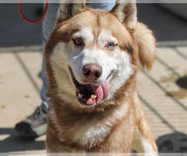 Medium Photo #3 Siberian Husky Puppy For Sale in Martinez, CA, USA