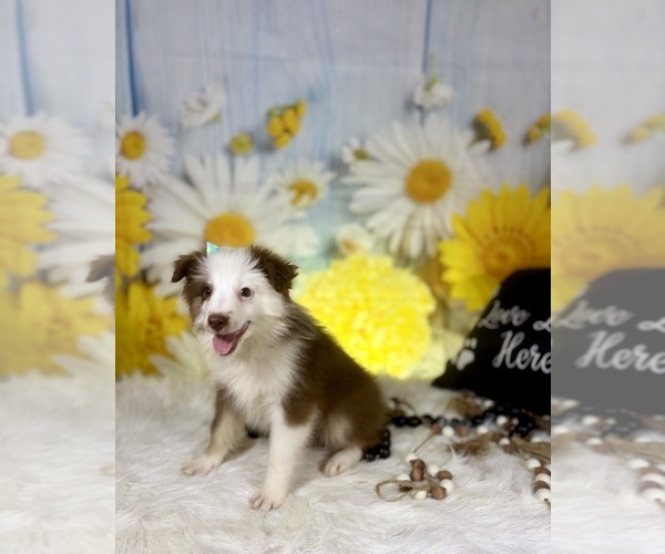 Medium Photo #3 Miniature Australian Shepherd Puppy For Sale in RIPLEY, MS, USA