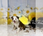Small #2 Miniature Australian Shepherd
