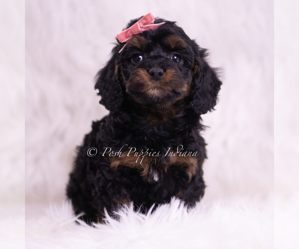 Medium Photo #56 Poodle (Miniature) Puppy For Sale in WARSAW, IN, USA