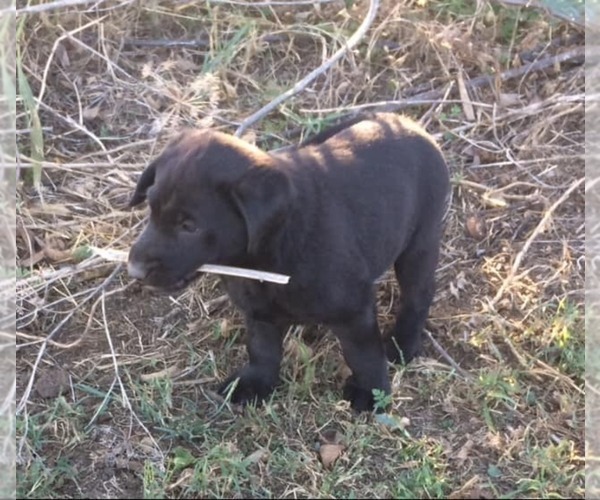 Medium Photo #1 Labrador Retriever Puppy For Sale in PARKER, KS, USA