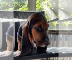 Small Photo #5 Basset Hound Puppy For Sale in PLATO, MO, USA