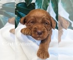 Small Photo #12 Australian Labradoodle Puppy For Sale in RIVERSIDE, CA, USA