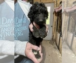 Small #1 Poodle (Standard)