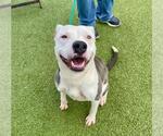 Small #1 American Pit Bull Terrier