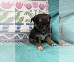 Chihuahua Puppy for Sale in BOCA RATON, Florida USA