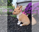 Small #7 Pembroke Welsh Corgi