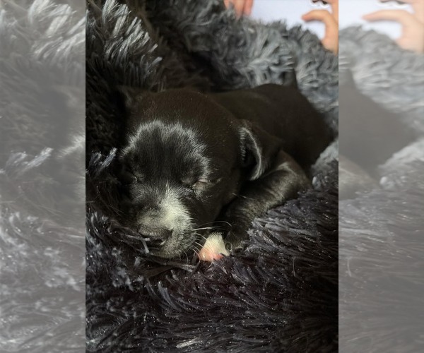 Medium Photo #5 Cheagle Puppy For Sale in Holly Springs, NC, USA
